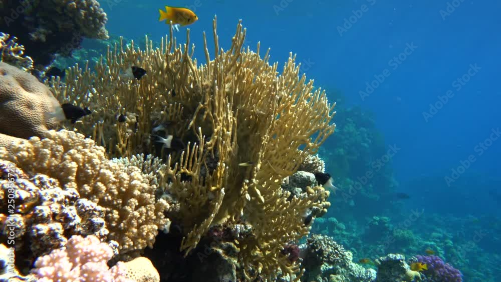 Coral reef, tropical fish. Warm ocean and clear water. Underwater world. Coral reef, tropical fish. Warm ocean and clear water. Underwater world.