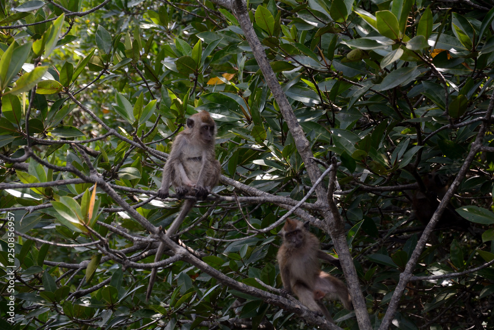 Fototapeta premium Long-tailed macaque, Langkawi, Malaysia