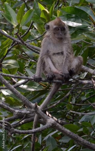 Long-tailed macaque, Langkawi, Malaysia