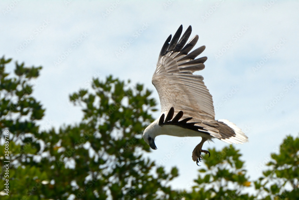 Fototapeta premium White-bellied sea eagle, Langkawi, Malaysia