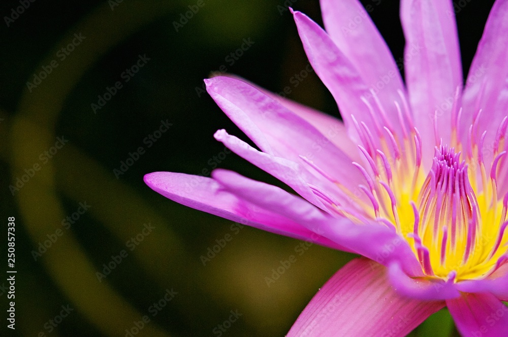 Beautiful flowering water lily - lotus in a garden in a pond. Reflections on water surface. vintage color style with soft focusing. Beautiful flowering water lily - lotus in a garden in a pond. Reflections on water surface. vintage color style with soft focusing.