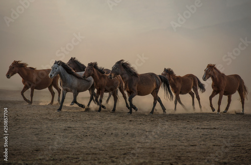 running for freedom, wild horses