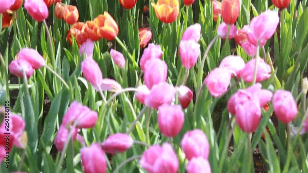 Purple, Pink and Orange tulip blossom beautiful in garden spring season. Purple, Pink and Orange tulip blossom beautiful in garden spring season.