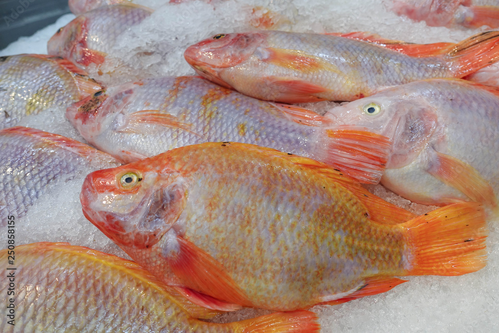 The fresh Nile tilapia fish are put together. The fresh Nile tilapia fish are put together.