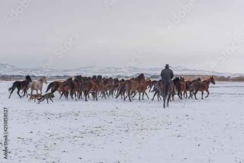 roaming wild on the snow. Wild horse gang