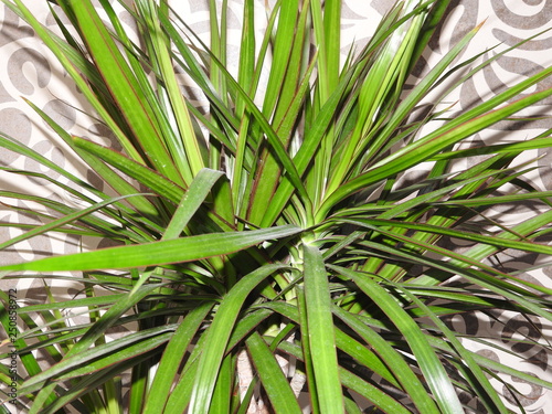 Homemade plant dracaena green on the background wall.