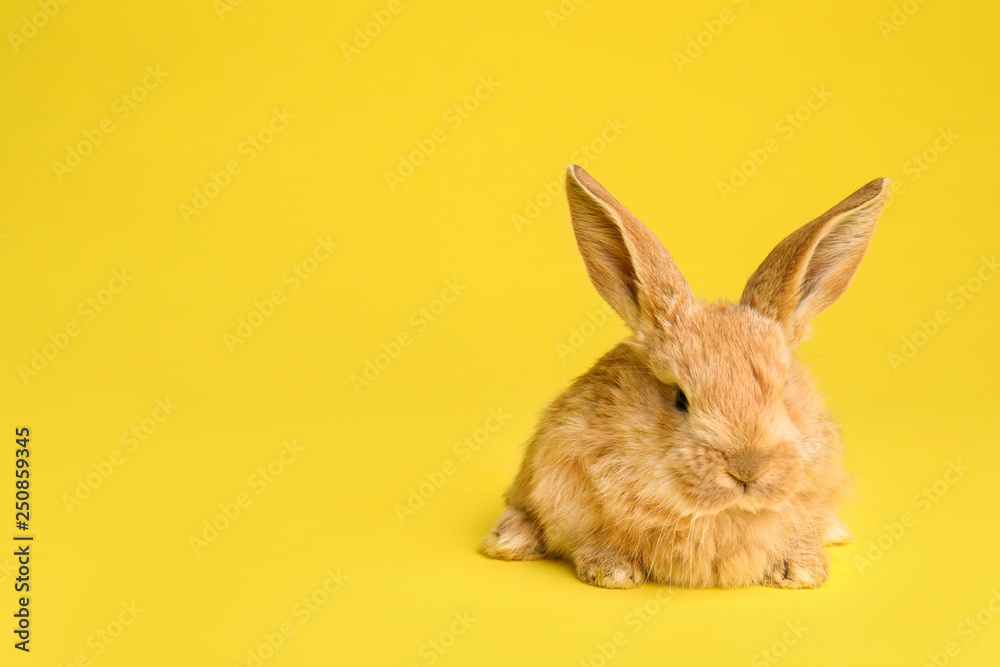 Obraz premium Adorable furry Easter bunny on color background, space for text