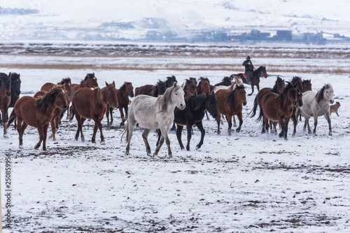 roaming wild on the snow. Wild horse gang © dolkan