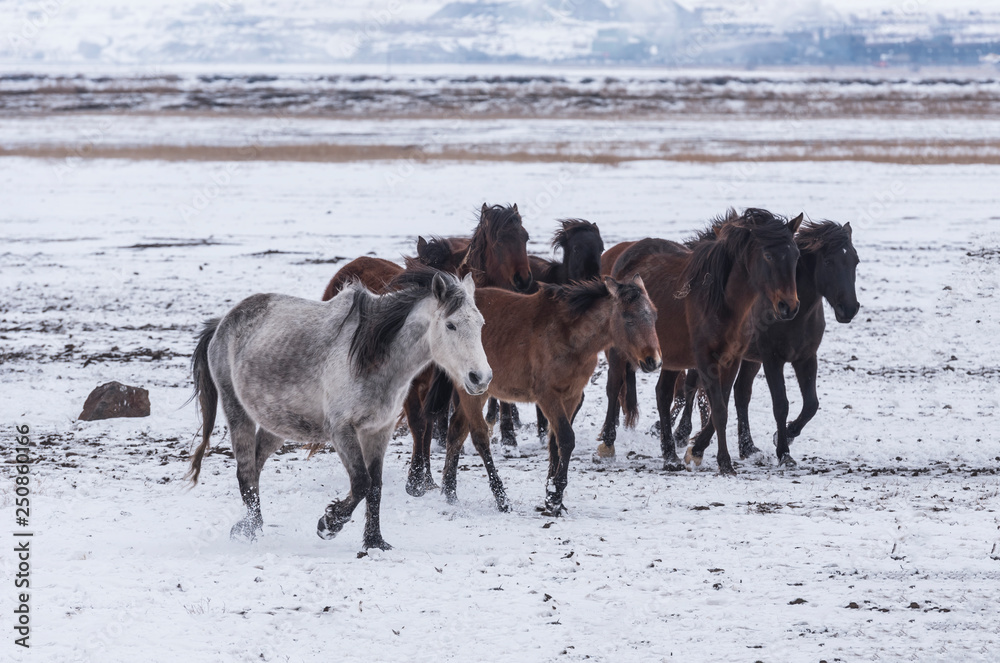 roaming wild on the snow. Gang roaming wild on the snow. Gang