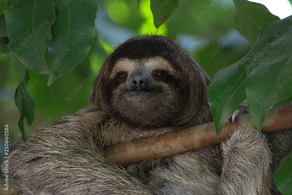 Fototapeta premium Three-toed Sloth