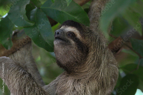 Three-toed Sloth