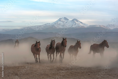 wild horses from the mountain running wildly