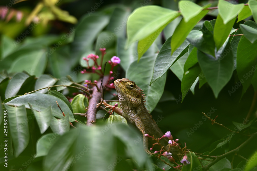 brown chameleon over starfruit leaves