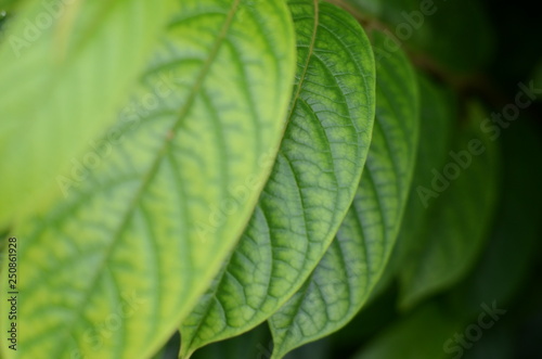Overlapping green leaves