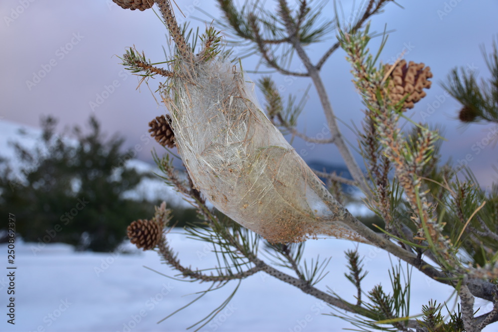 Nido di processionaria. Un parassita che può risultare molto pericoloso per la sopravvivenza di varie specie arboree. La processionaria è un lepidottero appartenente alla famiglia Notodontidae