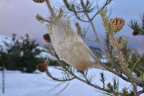 Obraz na płótnie Nido di processionaria. Un parassita che può risultare molto pericoloso per la sopravvivenza di varie specie arboree. La processionaria è un lepidottero appartenente alla famiglia Notodontidae w salonie