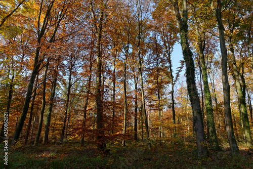 Herbstwald bei Ratingen  NRW  Deutschland