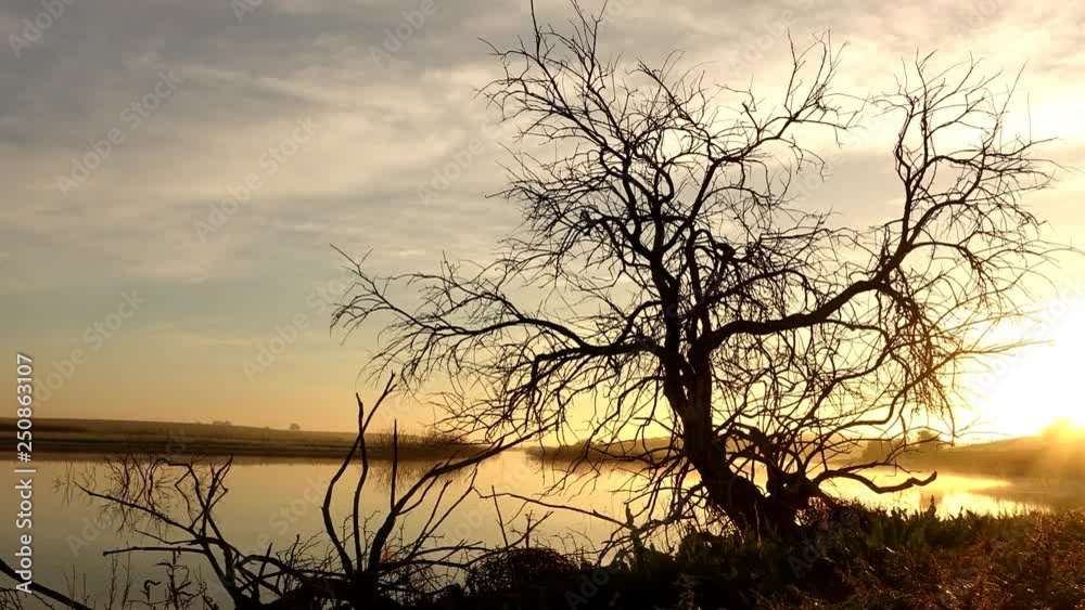 Time lapse of a tree by the river at dawn Time lapse of a tree by the river at dawn