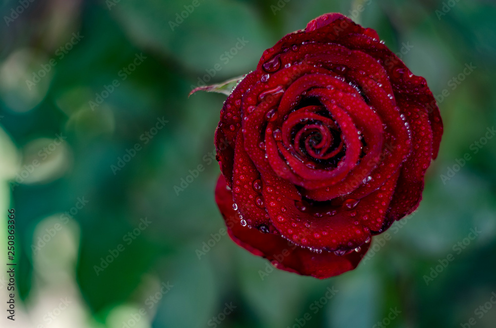 red roses background. Wedding natural flowers. Valentines day or 8 march floral gift. Romantic love design red roses background. Wedding natural flowers. Valentines day or 8 march floral gift. Romantic love design