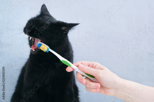 Caucasian girl brushes black cat's teeth with a toothbrush.