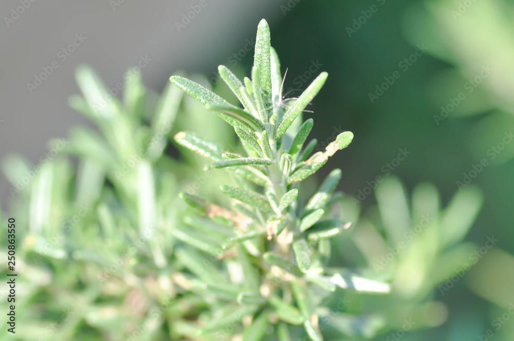 Rosemary or Rosmarinus officinalis Rosemary or Rosmarinus officinalis