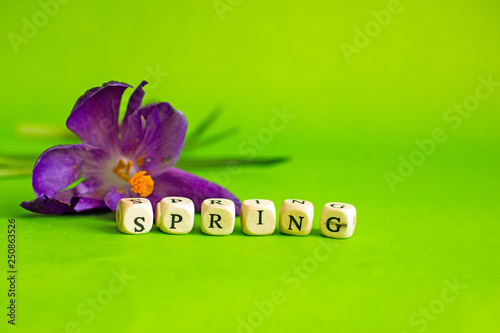  Background with spring inscription. Background about spring, crocus flowers and a small nesting box, poison inscription from cubes spring
