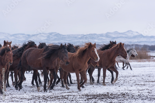 roaming wild on the snow. Wild horse gang