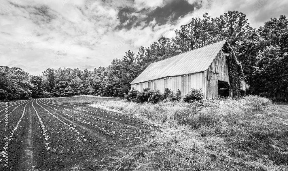 Ivy Covered Barn with tobbacco Field Ivy Covered Barn with tobbacco Field