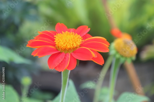 Close-up flowers