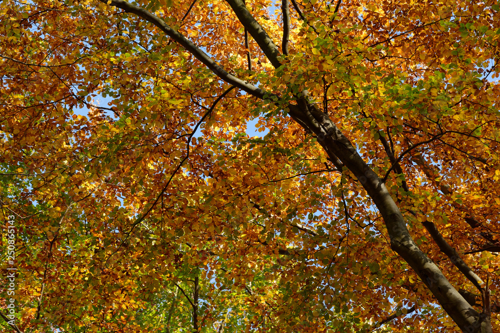 Blick in eine herbstliche Baumkrone einer Rotbuche, Ratingen, NRW, Deutschland Blick in eine herbstliche Baumkrone einer Rotbuche, Ratingen, NRW, Deutschland