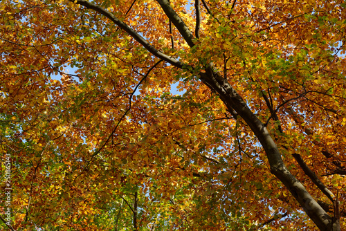 Blick in eine herbstliche Baumkrone einer Rotbuche, Ratingen, NRW, Deutschland