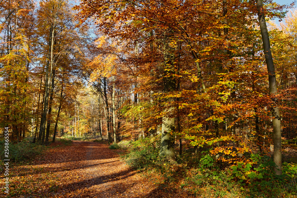 Obraz premium Herbstwald bei Ratingen, NRW, Deutschland