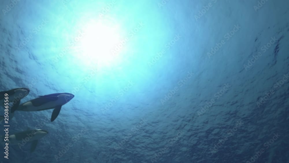 Underwater shot of a pod of killer whales (orcas orcinus) swimming from left to right in backlight - seamless looping high quality 3d animation