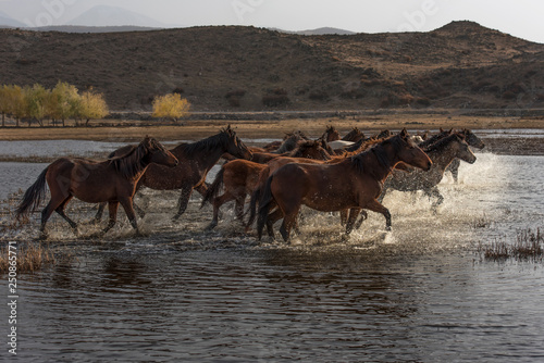 running for freedom  wild horses  in lake