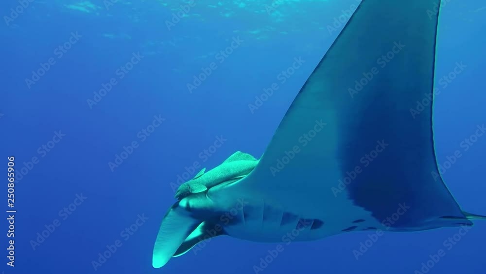 Giant Manta Ray in blue water at Socorro Islands in the Pacific of Mexico. Includes five different video sequences!