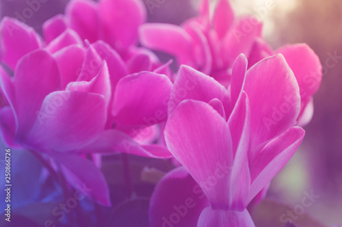 closeup of pink cyclamens