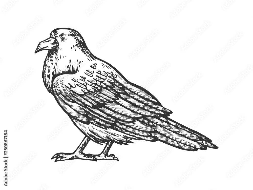 Fototapeta premium Crow with three eyes sketch engraving vector illustration. Scratch board style imitation. Hand drawn image.