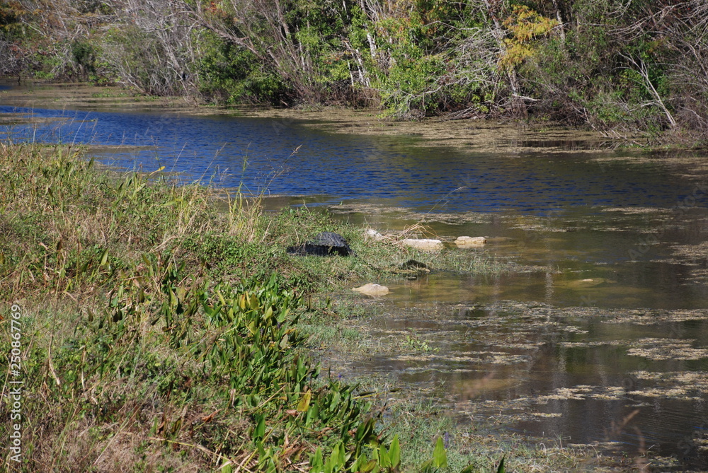 Everglades