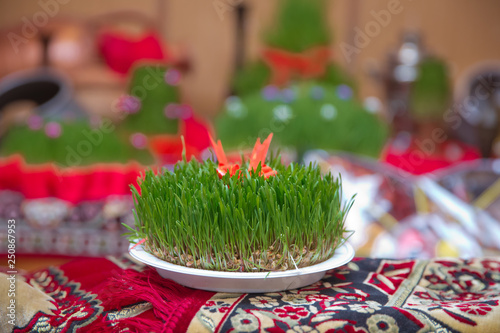 Novruz national Azerbaijan holiday spring new year celebration concept  wheat grass semeni . A seminal siege on a red ribbon on a dry grass