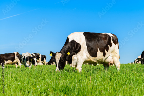 Fototapeta cows graze on a green field in sunny weather, layout with space for text