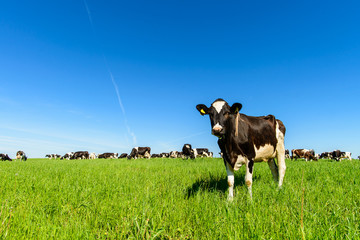Papier peint photo Salle à manger Vaches au pâturage prairie ensoleillée  © smspsy