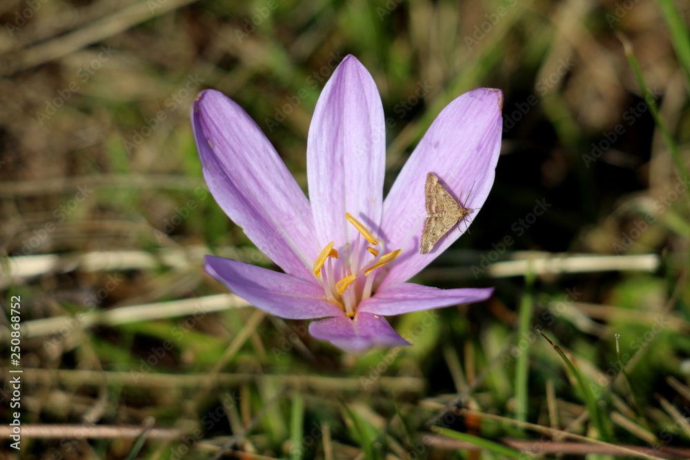 Butterfly with fully open wings sitting on light purple petals of Saffron crocus or Crocus sativus autumn flowering perennial plant surrounded with dry grass and other small plants on warm sunny summe Butterfly with fully open wings sitting on light purple petals of Saffron crocus or Crocus sativus autumn flowering perennial plant surrounded with dry grass and other small plants on warm sunny summe