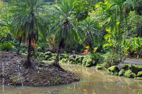 Tropical garden and pond