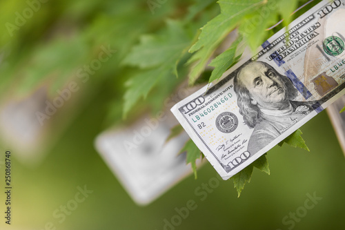 Wallpaper Mural Money growing on tree, USA currency dollar, cash crop, money tree, finance concept stock, investment, passive income, inheritance, loans, saving, money doesn't grow on trees Torontodigital.ca