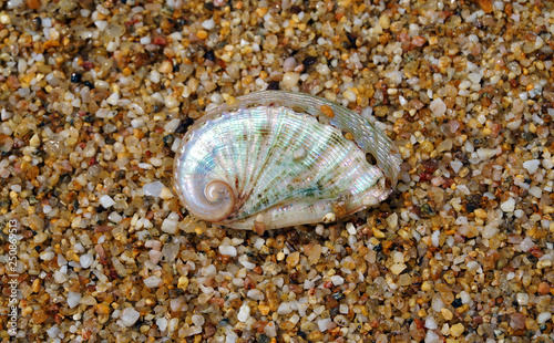 Beautiful shell photographed on the sand at Lia beach in Mykonos