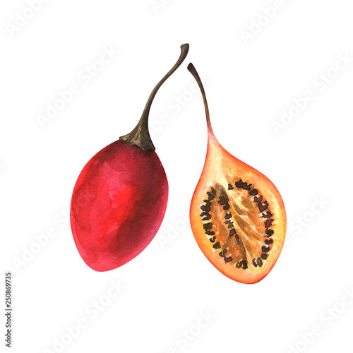 hand painted watercolor illustration of slice and whole tamarillo isolated on white background photo