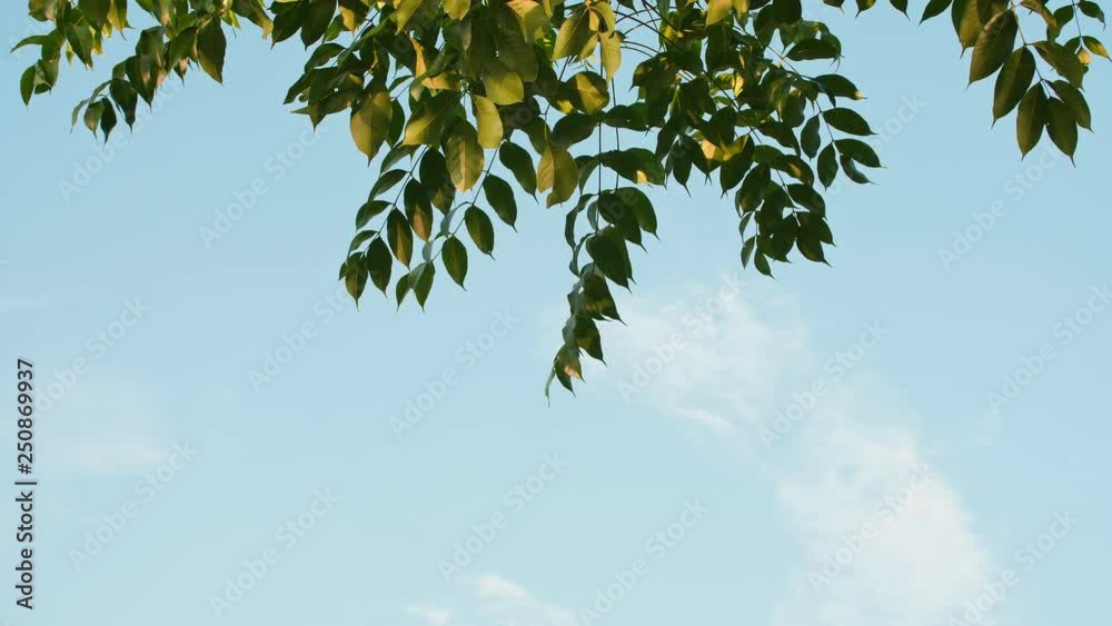 Airplane taking off against the background of hanging tree branches in Indonesia. Airplane taking off against the background of hanging tree branches in Indonesia.