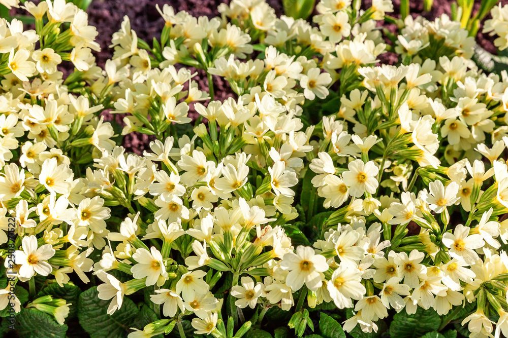 Fototapeta premium Primrose Primula with yellow flowers. Inspirational natural floral spring or summer blooming garden or park under soft sunlight and blurred bokeh background. Colorful blooming ecology nature landscape