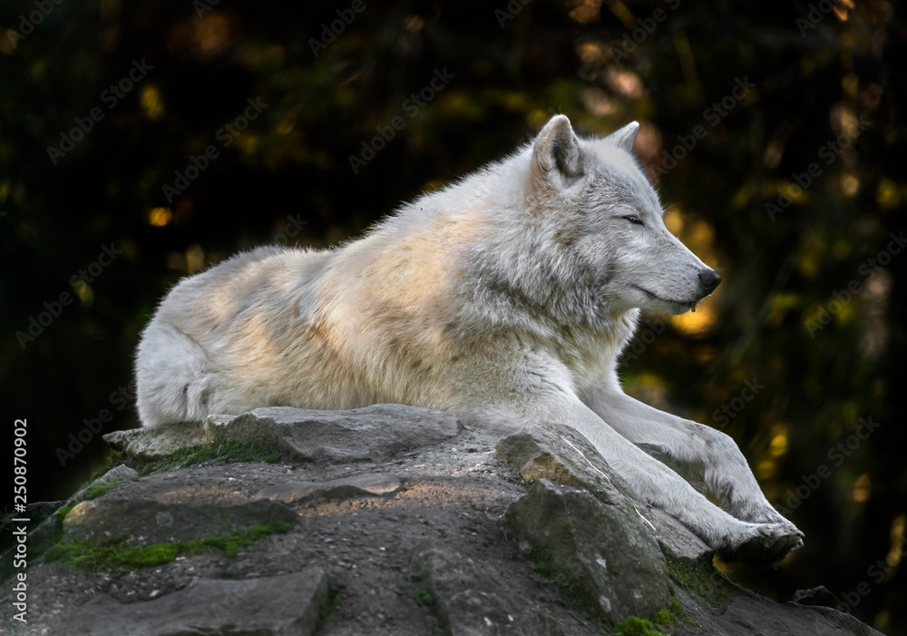 Fototapeta premium Arctic wolf on the rock. Latin name - Canis lupus arctos 