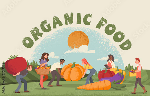 People harvesting organic food in the farm. Fresh healthy vegetables.